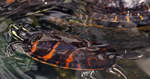 Red-eared slider turtle swimming in lake water with other turtles video Stock Footage 334271762
