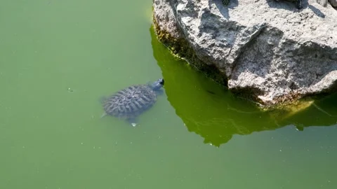 Red-eared slider turtle swims in water Stock Footage 165146654