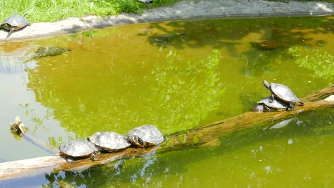 Red-Eared Slider Turtle (Trachemys Scripta Elegans) In The Pond 02 Stock Footage 86414042