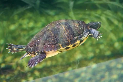 Red-eared slider turtle - Trachemys scripta elegans swimming in crystal cle.. Stock Photos