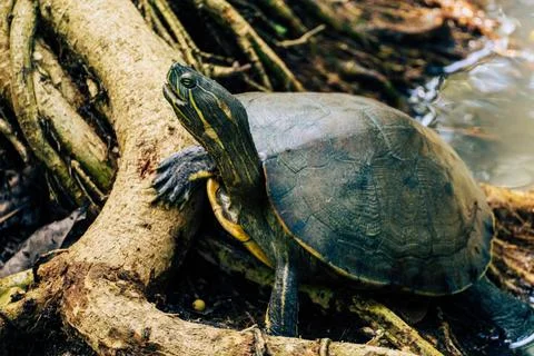 Red-eared slider turtle Trachemys scripta elegans climbing on roots Stock Photos