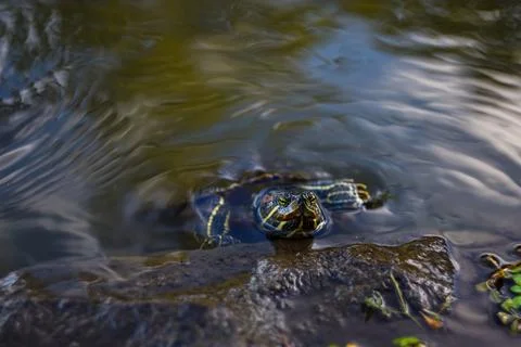 Red-eared slider turtle Trachemys scripta elegans in a pond Stock Photos