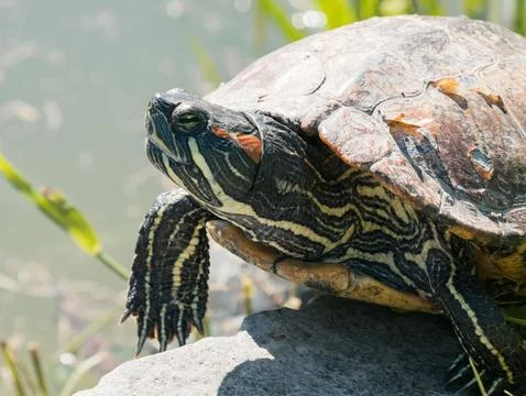 Red-eared slider turtle, Trachemys scripta elegans, resting on a stone Stock Photos