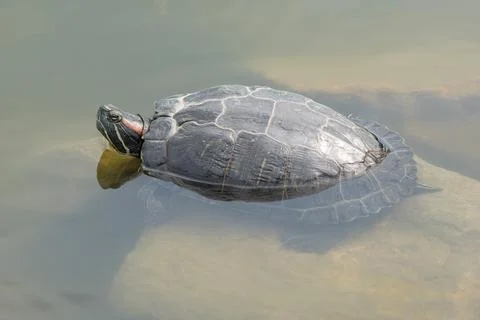 Red-eared slider turtle (Trachemys scripta elegans) basking on a rock in wate Stock Photos