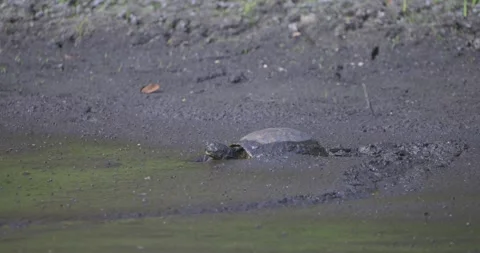 Red Eared Slider Turtle trudging through deep mud in wetland Stock Footage 267071670