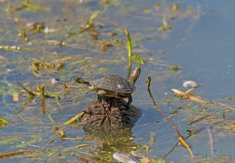 Red Eared Slider Turtle Trying to Fly Stock Photos