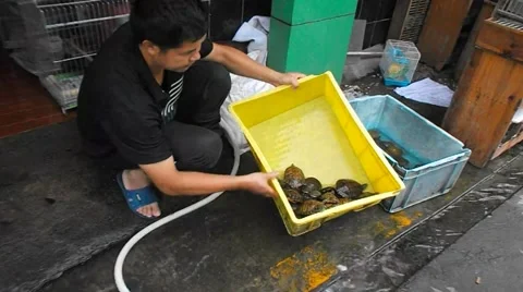 The red eared slider turtle turtle, lovely reptile, in an aquarium Stock Footage 49705048