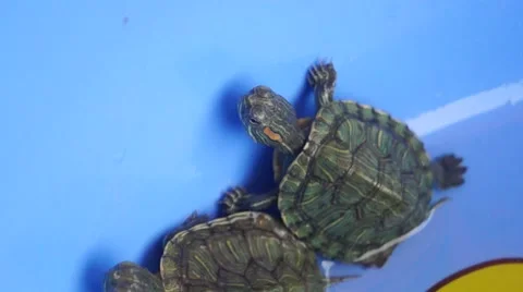 The red eared slider turtle turtle, lovely reptile, in an aquarium Stock Footage 54471227