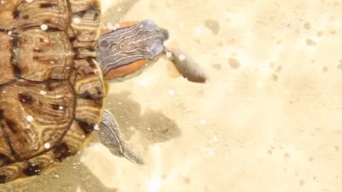 Red-Eared Slider Turtle turtle close-up. Video stock 248295174