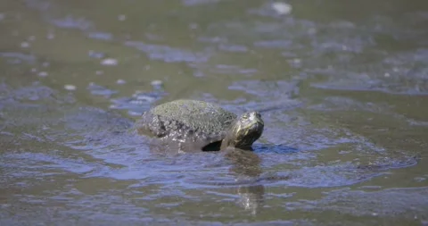 Red Eared Slider Turtle walking through mud and looking around in Florida Stock Footage 267071519