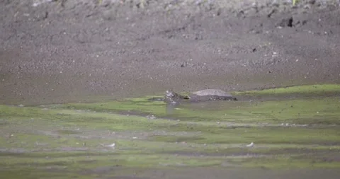 Red Eared Slider Turtle walking through thick mud in algae wetland in Stock Footage 267071588