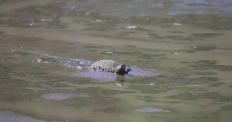 Red Eared Slider Turtle walking through thick mud and wiping head in Stock Footage 267071816