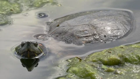 Red-eared slider turtle in water - close-up 4K Stock Footage 118446183