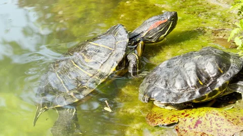 Red-Eared Slider Turtles Bask on a Mossy Pond Ledge in a Spring City Park Stock Footage 335914272
