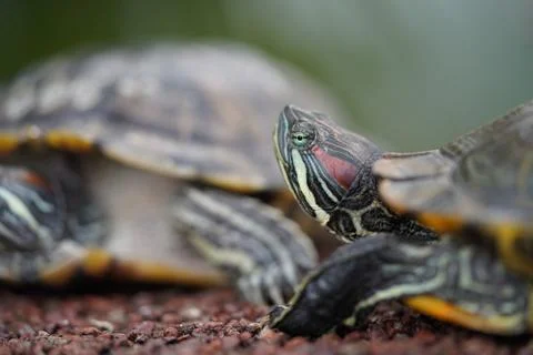 Red Eared Slider Turtles Close Up Wildlife Photography Stock Photos