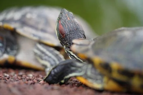 Red Eared Slider Turtles Close Up View Stock Photos