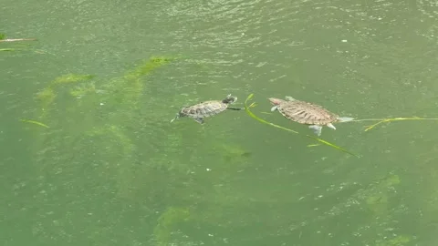Red-eared slider turtles courtship ritual mating dance slapping face in river 4k Stock Footage 247909281