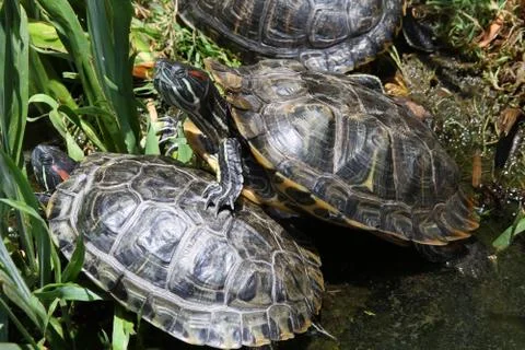 Red Eared Slider Turtles 스톡 사진
