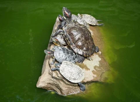 Red-eared slider turtles Fotos de archivo