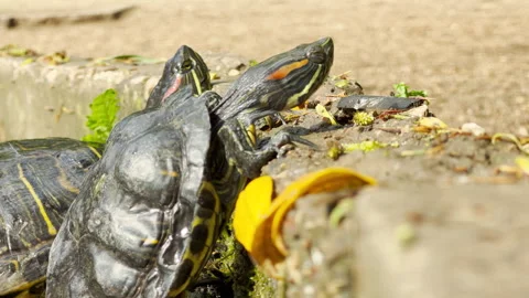 Red-Eared Slider Turtles Pull Themselves Onto a Stone Wall in a Spring City Park Stock Footage 335599547