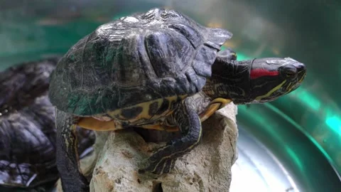 Red-eared slider turtles resting on a rock in clear water tank at a local aquari Stock Footage 331245351
