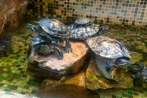 Red eared slider turtles resting on rocks inside decorated artificial pond .. Stock Photos