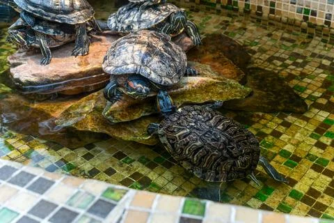 Red eared slider turtles resting on rocks inside decorated artificial pond .. Stock Photos