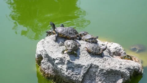 Red-eared slider turtles sunbathing on the stone Stock Footage 165146641
