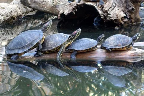 Red Eared Slider Turtles Sunbathing on a log Stock Photos