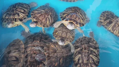 Red-eared slider turtles swimming in a blue plastic pond. Stock Footage 323496726