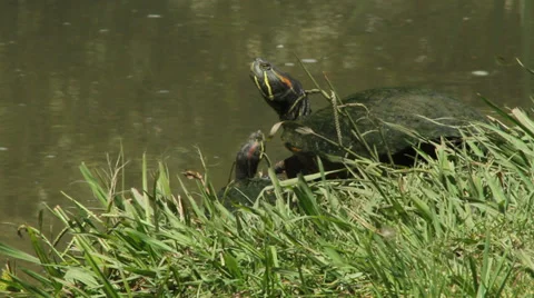 Red-eared Sliders Stock Footage 27270456