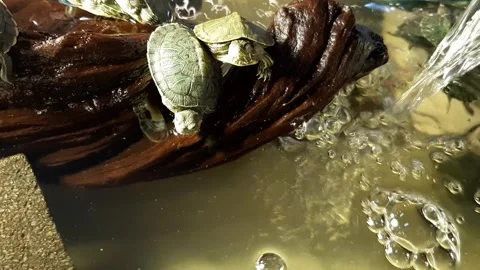 Red-eared Sliders Видео 246798589