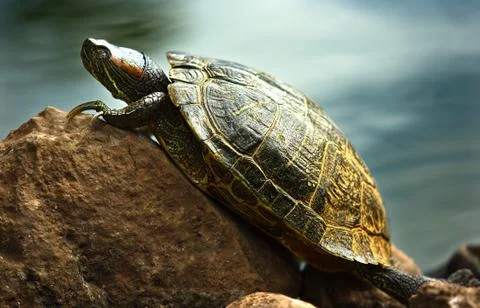 Red-eared sliders Stock Photos
