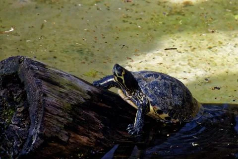 Red-eared sliders Stock Photos