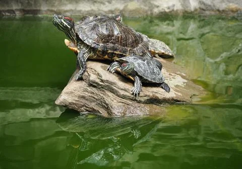 Red-eared sliders Fotos de archivo