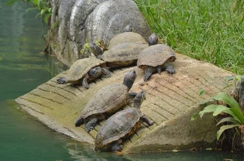 Red-Eared Sliders Stock Photos