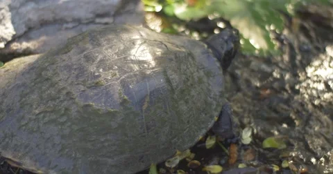 Red-eared sliders turtle pond Ungraded 4K Stock Footage 54051570