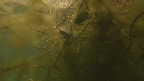 Red-eared sliders turtles breathing at lake surface 库存影片 304466744