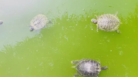 Red-Eared Sliders Turtles Swimming in Green Pond Stock Footage 313452356