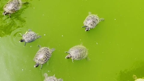 Red-Eared Sliders Turtles Swimming in Green Pond Stock Footage 313452427