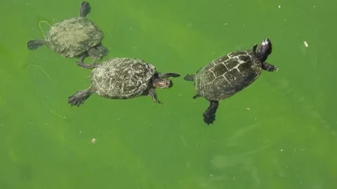 Red-Eared Sliders' Underwater Dance Stock Footage 293741176