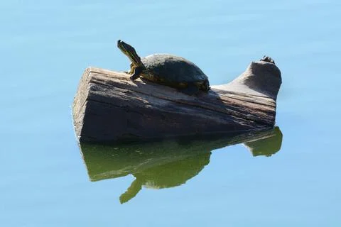 Red eared sliding turtle sunbathing on log Foto stock