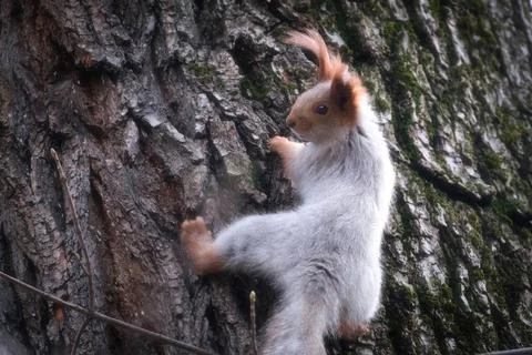A red-eared squirrel with a gray winter coat climbing up a rough tree trunk.  库存照片