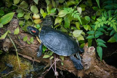 Red eared terrapin 스톡 사진