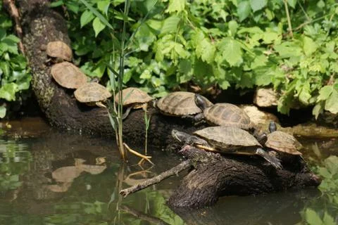 A red-eared terrapin - trachemys scripta elegans Stock Photos