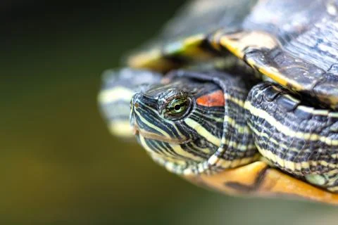 Red Eared Terrapin - Trachemys scripta elegans. Red eared slider turtle in th Stock Photos