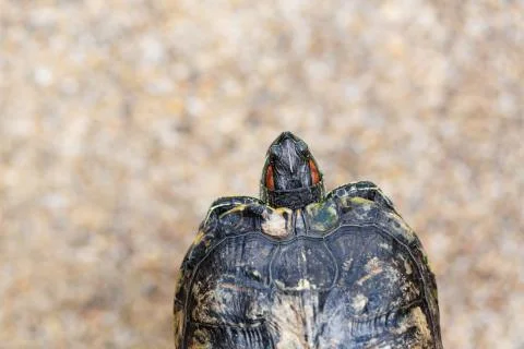 Red Eared Terrapin - Trachemys scripta elegans. Red eared slider turtle in th Stock Photos