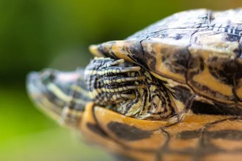 Red Eared Terrapin - Trachemys scripta elegans. Red eared slider turtle in th Stock Photos