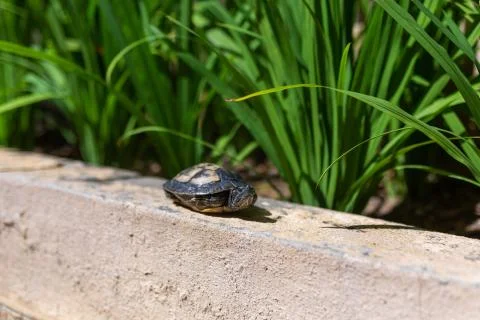 Red Eared Terrapin - Trachemys scripta elegans. Red eared slider turtle in th Stock Photos