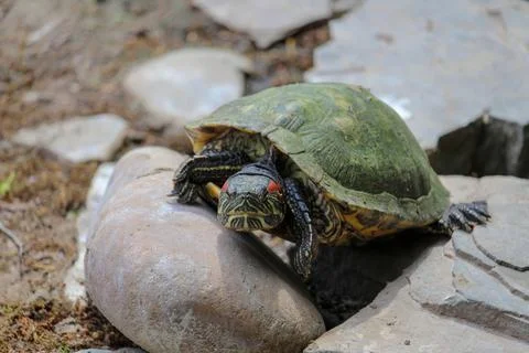 Red Eared Terrapin - Trachemys scripta elegans. Pond slider Stock Photos